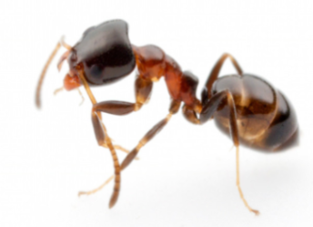 Black house ant